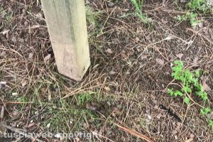 Viterbo - Gli escrementi al parchetto della Quercia