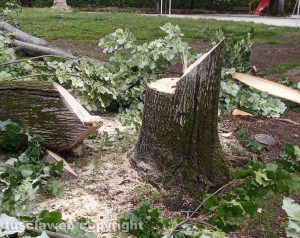 Viterbo - Pianta pericolante a pratogiardino Lucio Battisti