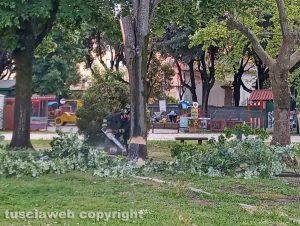 Viterbo - Pianta pericolante a pratogiardino Lucio Battisti