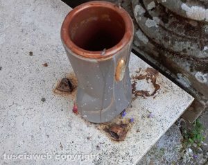Viterbo - Cimitero San Lazzaro - Fichi marci sopra una tomba