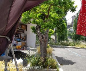 Viterbo - Erba alta al parcheggio del Sacrario
