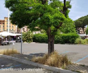 Viterbo - Erba alta al parcheggio del Sacrario