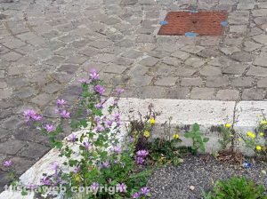 Viterbo - Erba alta al parcheggio del Sacrario