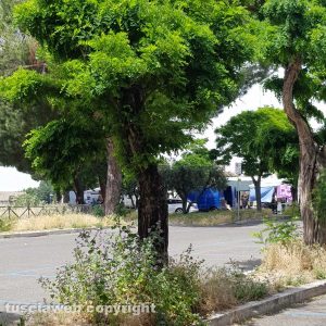 Viterbo - Erba alta al parcheggio del Sacrario