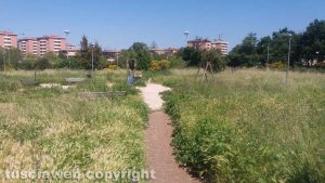 Viterbo - Erba alta al parco vicino al Centro commerciale Tuscia