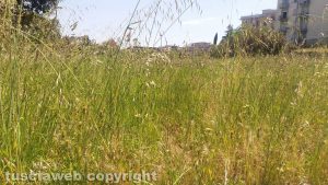 Viterbo - Erba alta al parco vicino al Centro commerciale Tuscia