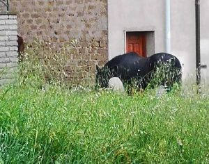 Viterbo - Un cavallo bruca l'erba alta a Tobia