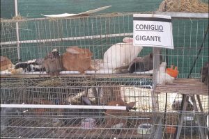 Ronciglione - Agrituscia