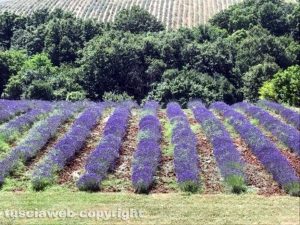 Arlena di Castro - Un campo di lavanda 