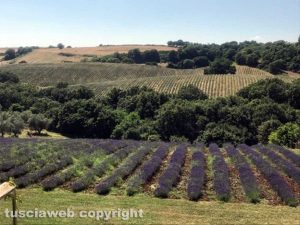 Arlena di Castro - Un campo di lavanda 