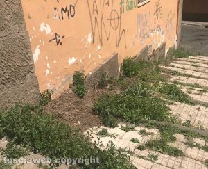 Viterbo - Erba nei pressi di piazza della Trinità