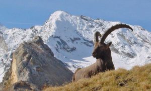 Stambecco delle Alpi