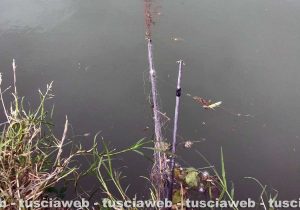 Pesca di frodo sul Fiora
