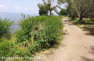 Montefiascone - Le erbacce sul lungolago