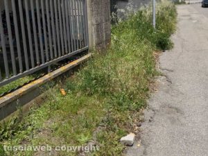 Viterbo - Erbacce al Murialdo