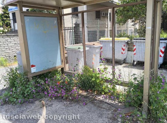 Viterbo - Erbacce al Murialdo