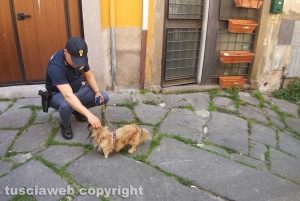 Viterbo - Donna si uccide in via della Morra - Il cagnolino Yumi