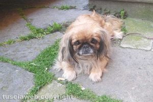 Viterbo - Donna si uccide in via della Morra - Il cane della donna