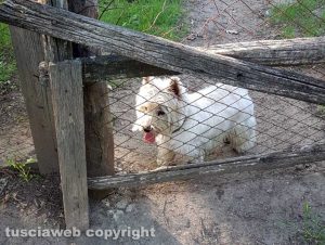 Il cagnolino smarrito