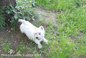 Il cagnolino smarrito
