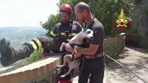San Marino - I vigili del fuoco salvano un levriero 