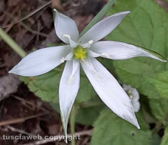 Star di Bach o fiore di Betlemme 