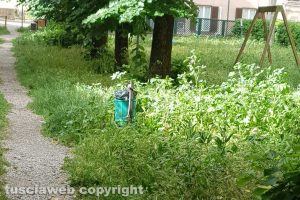 Viterbo - Erbacce al parco in viale Bruno Buozzi