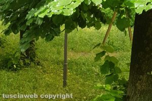 Viterbo - Erbacce al parco in viale Bruno Buozzi
