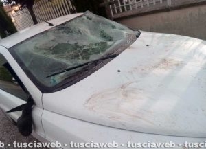 Montefiascone – Scontro tra un’auto e un cinghiale