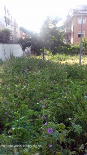 Viterbo - Panchina sommersa nei giardinetti di via A. Loppi