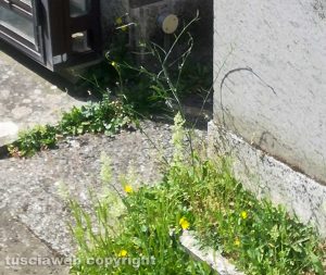 Viterbo - Il cimitero di Fastello nel degrado