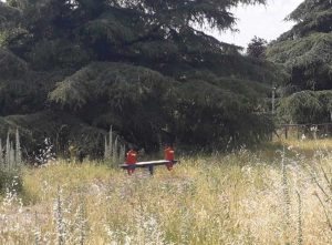 Viterbo - Il parco di via Carlo Cattaneo