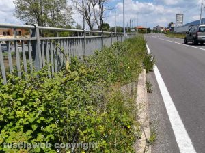 Viterbo - Erba alta a Ponte di Cetti 