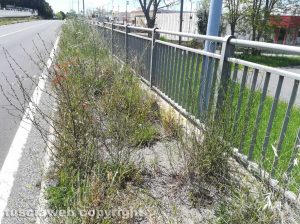 Viterbo - Erba alta a Ponte di Cetti 