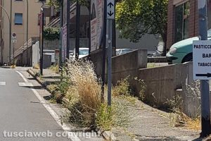 Viterbo - Incuria in via Polidori