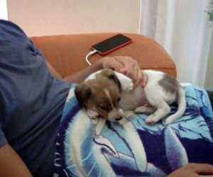 Acquapendente - Il cucciolo in cerca di casa 