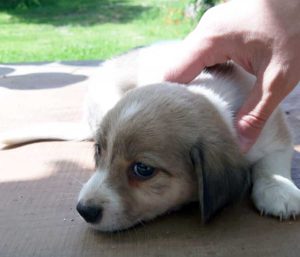 Acquapendente - Il cucciolo in cerca di casa 