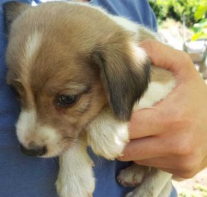 Acquapendente - Il cucciolo in cerca di casa 
