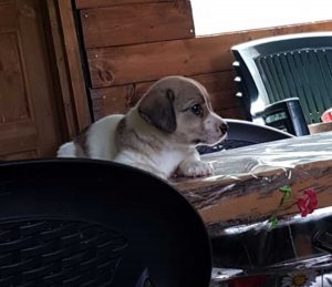 Acquapendente - Il cucciolo in cerca di casa 