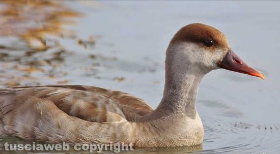 Un uccello al lago di Bolsena