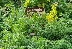 Viterbo - Un segnale coperto dalla vegetazione