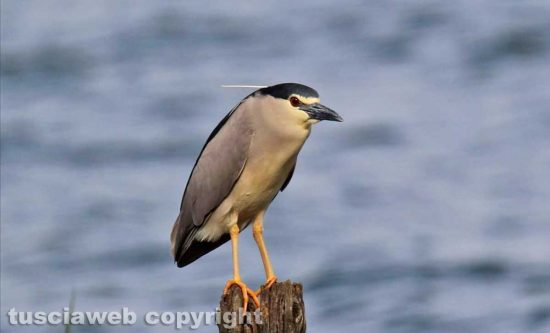 Un uccello al lago di Bolsena