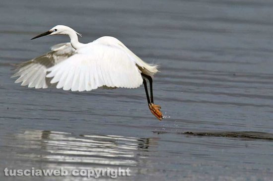 Un uccello al lago di Bolsena