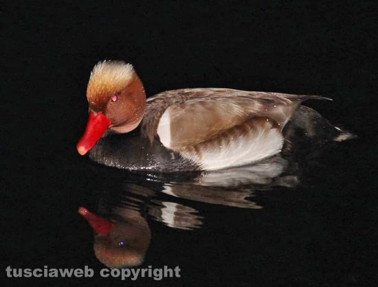 Un uccello al lago di Bolsena