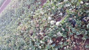 Montalto di Castro - Le colture devastate dal nubifragio