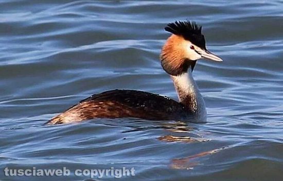 Un uccello al lago di Bolsena