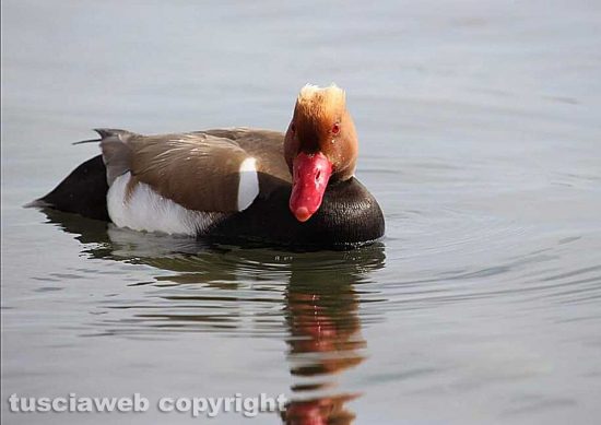 Un uccello al lago di Bolsena