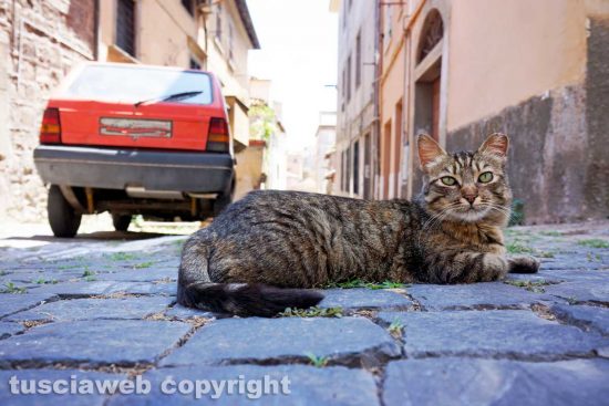 Viterbo - Quartiere San Faustino