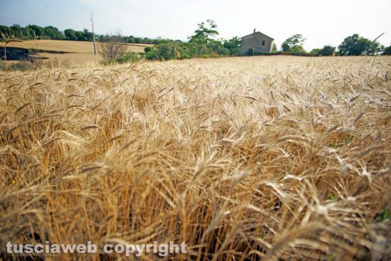Campo di grano