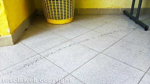 Montefiascone - Le formiche alla stazione di Zepponami
